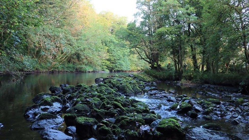 Y gored ar Afon Tryweryn cyn y gwaith