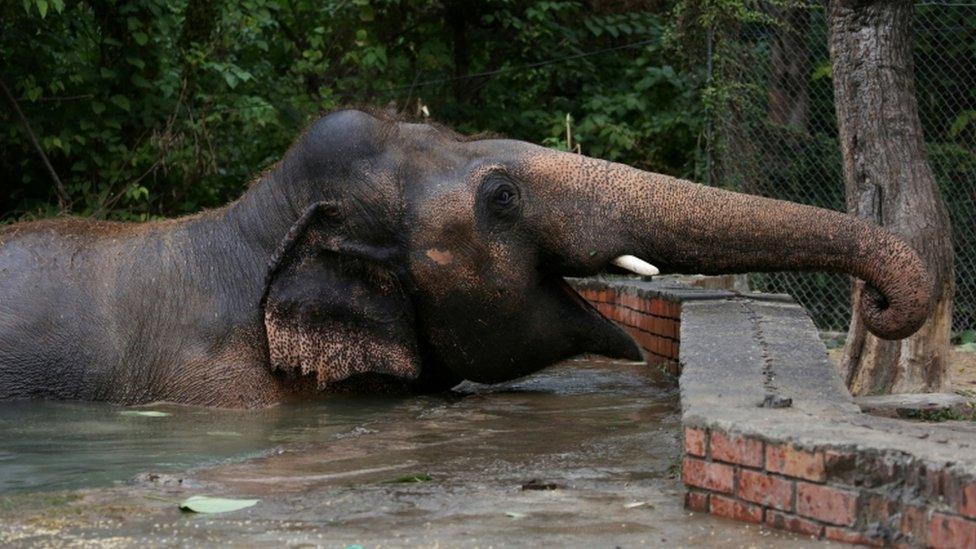 kaavan-the-elephant.