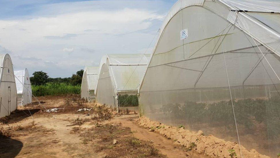 Shehu Usman Chindo Yamusa's greenhouses