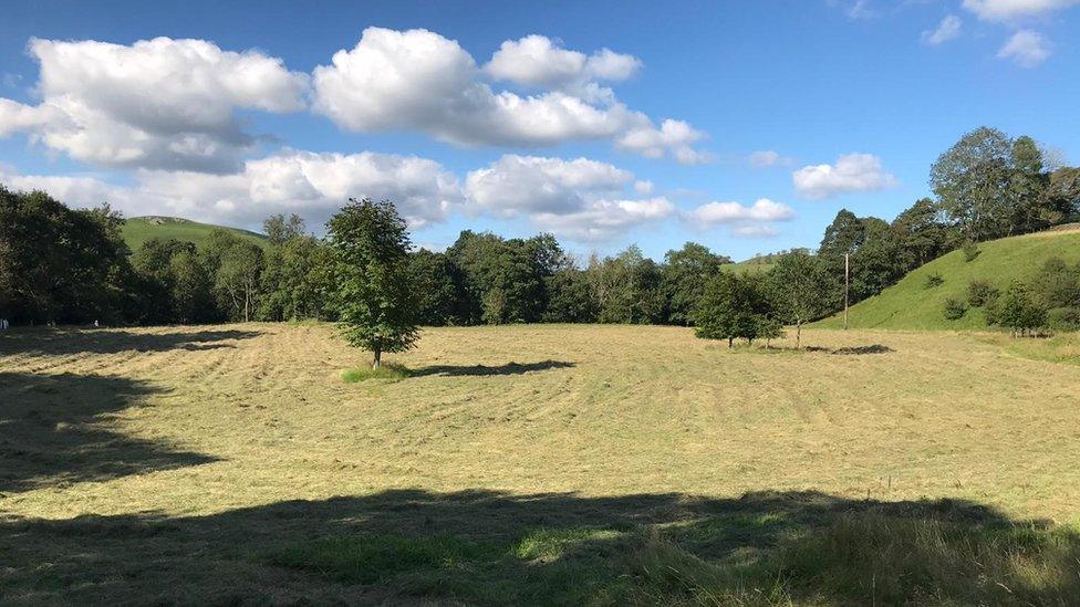 Wildflower meadow at Holme House Farm