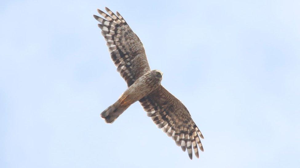 Hen Harrier