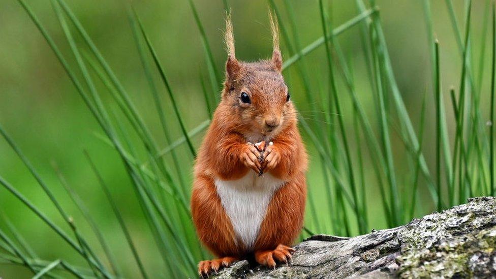 red-squirrel.