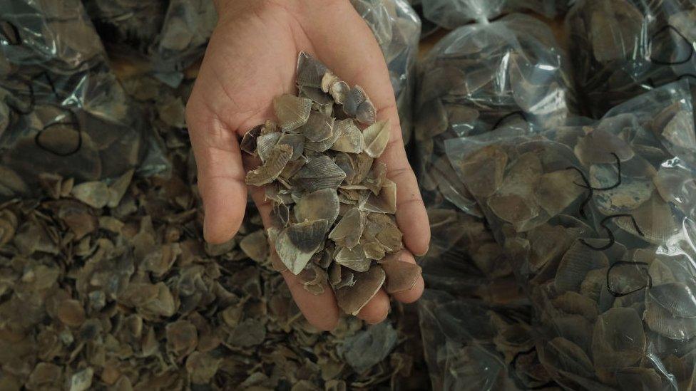 Hand holding pangolin scales