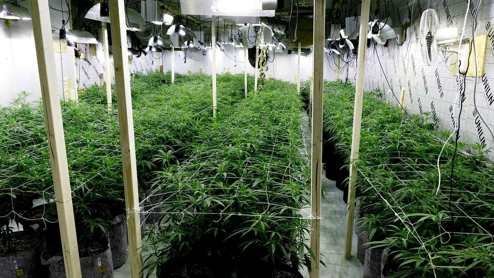 Cannabis farm Oldham