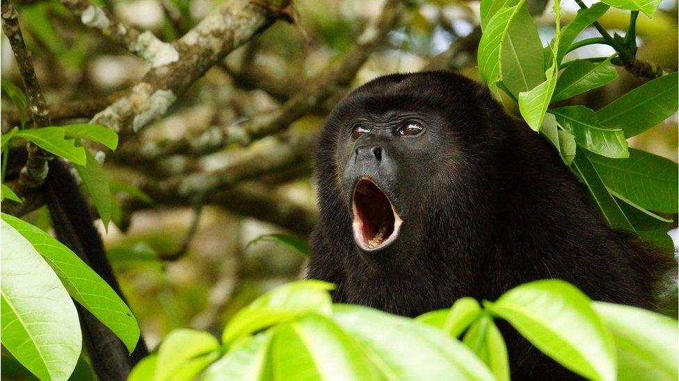 Howler-monkey