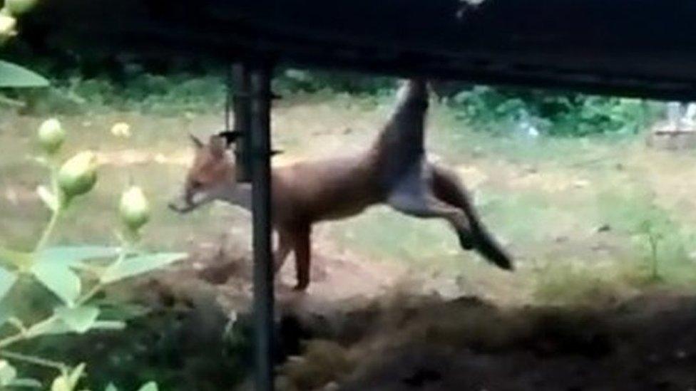 Fox stuck in a trampoline