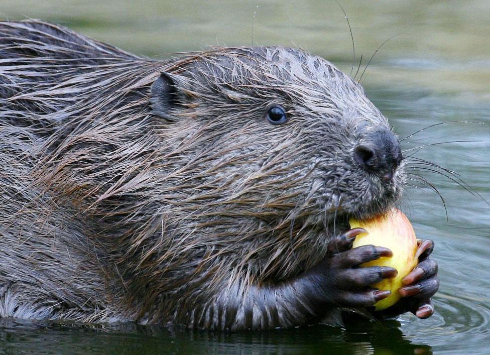 Beaver