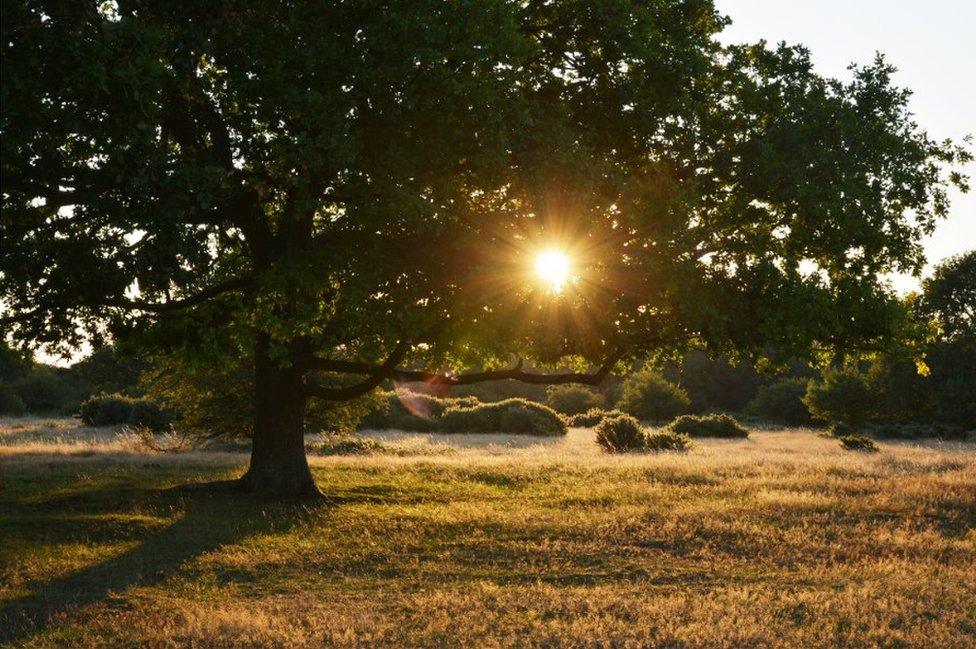 Sun shines through a tree