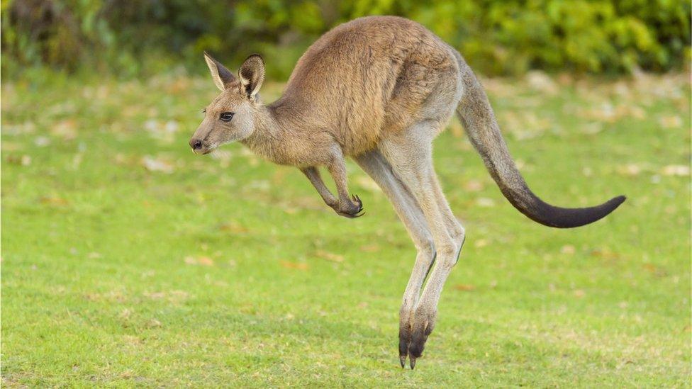 kangaroo