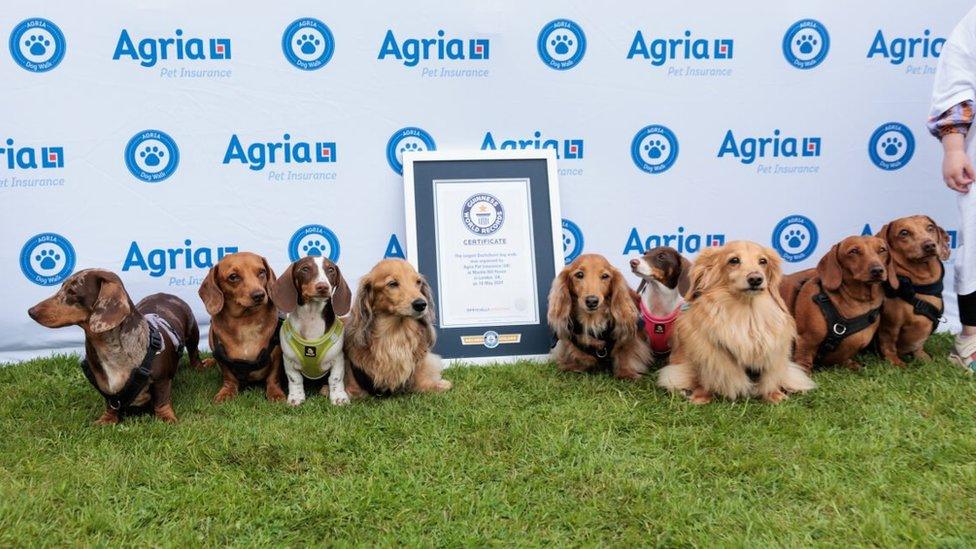 A line of dogs look up at cameras in front of the Guinness World Records certificate