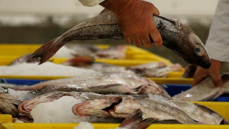 A fish at Grimsby fish market