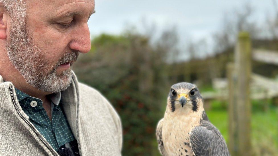 John Corteen and a peregrine falcon