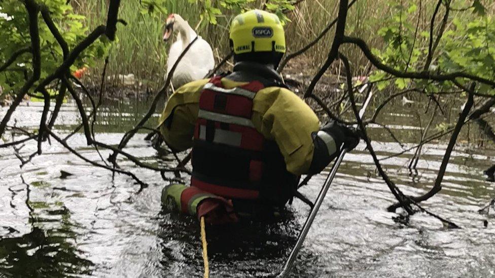 RSPCA officer wading out to catch an injured swan