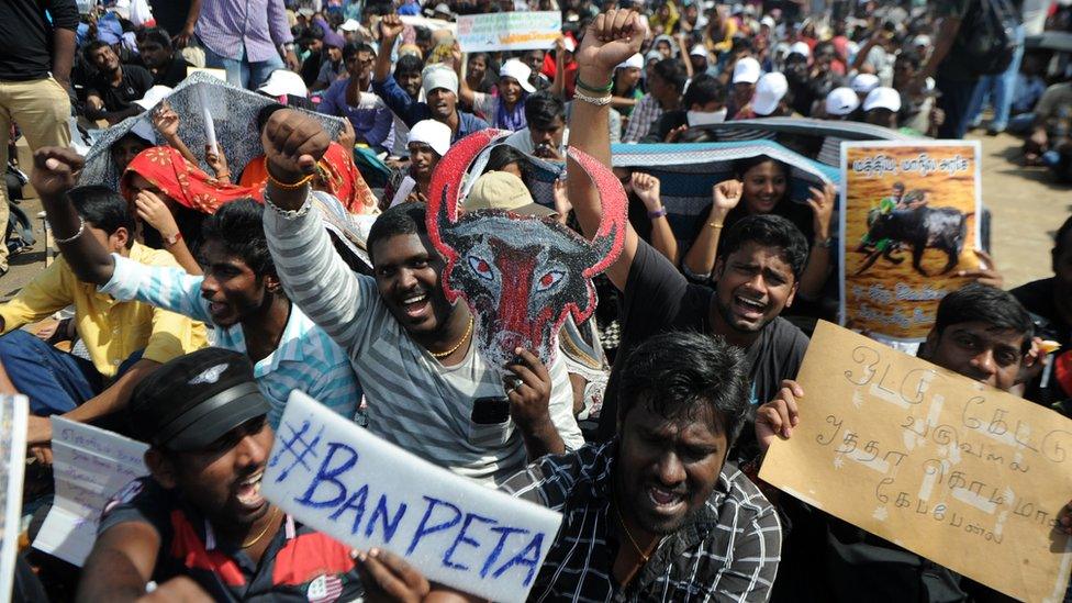 Indian students hold placards against the animal rights organisation PETA during a demonstration against the ban on the Jallikattu bull taming ritual and call for a ban on animal rights organisation PETA, in Chennai on January 21, 2017.