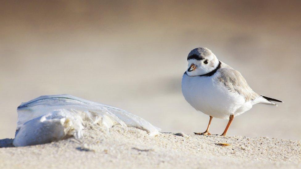 Bird next to litter on beach.