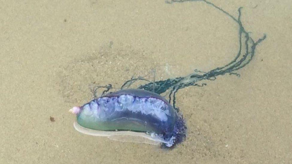 Portuguese man of war