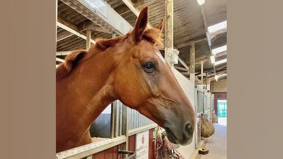 Police horse Rocky