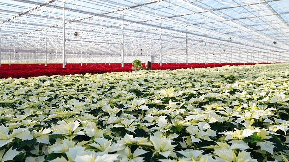 Poinsettias growing inside greenhouse