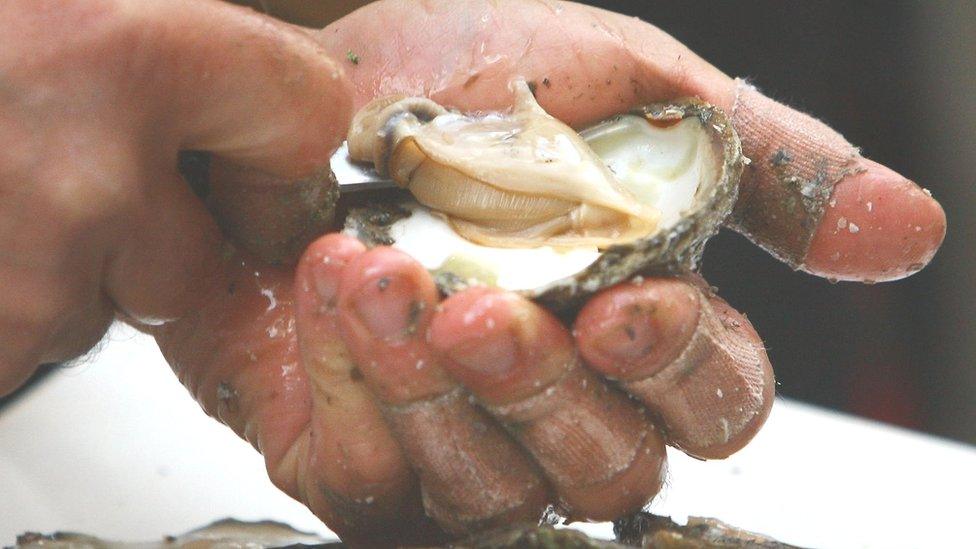 Oyster shucking