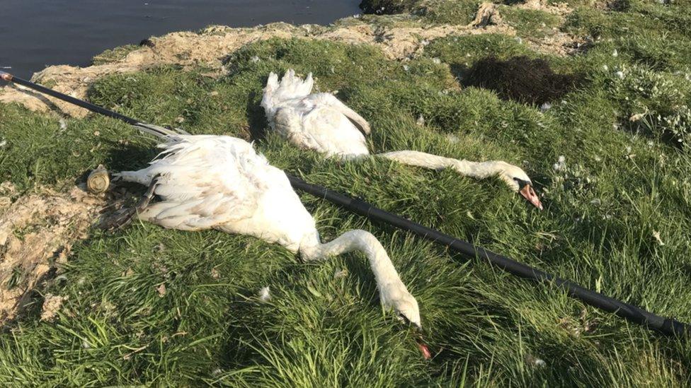 rescued swans