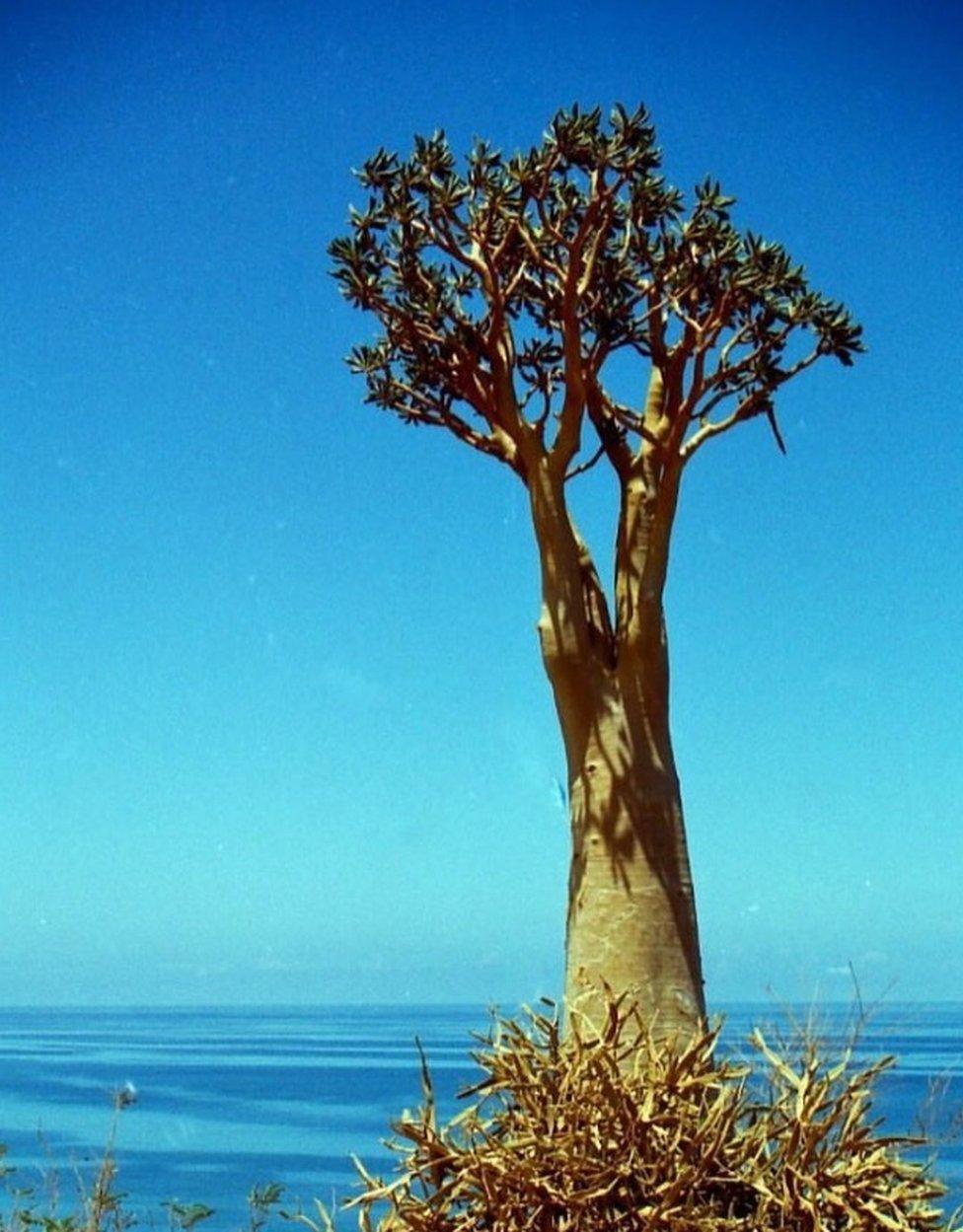 Tree in Socotra