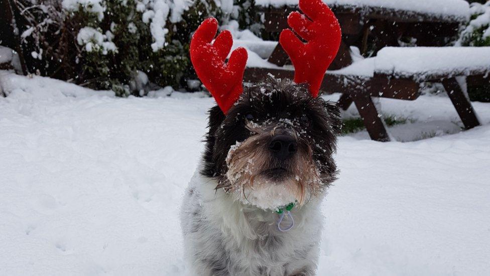 Dog wearing antlers