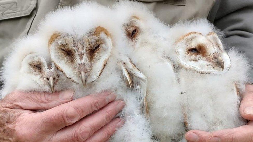 Barn owl chicks