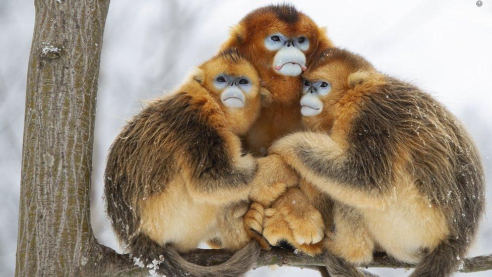 Three snub-nosed monkeys huddling together