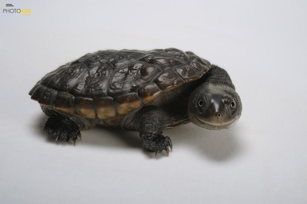 Reimann's snake-necked turtle (Chelodina reimanni) Atlanta Zoo, Atlanta