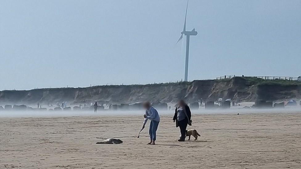 People on beach with seal