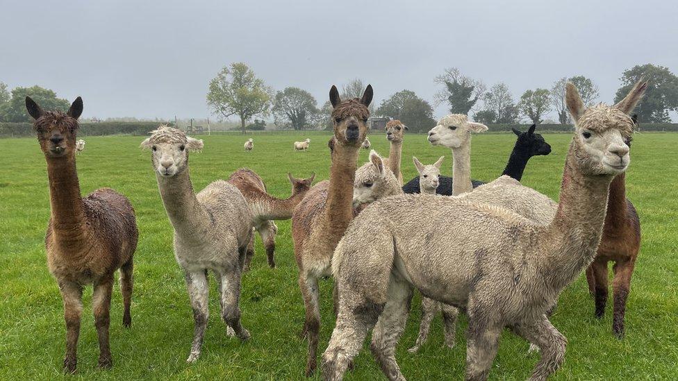 Alpacas