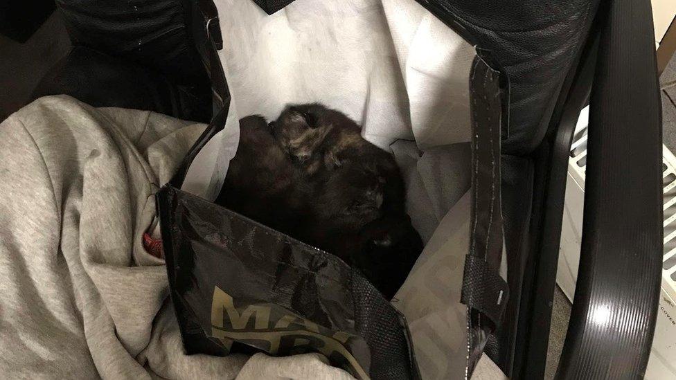 Kittens in bag