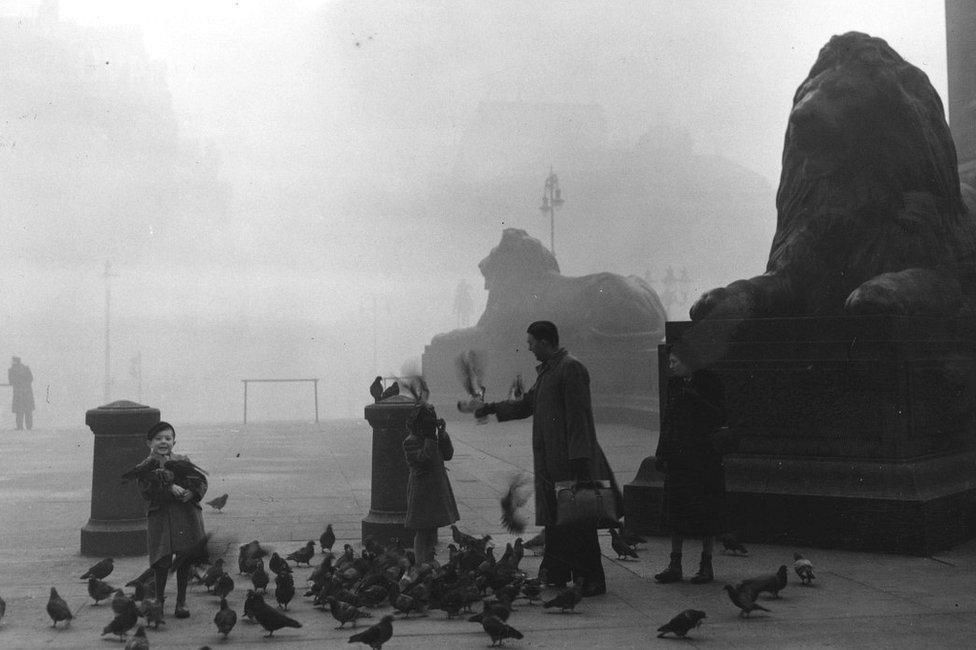 The lions in Trafalgar Square in London