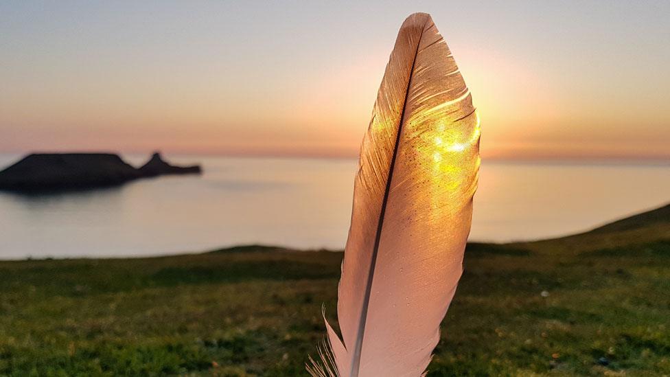 Feather near beach