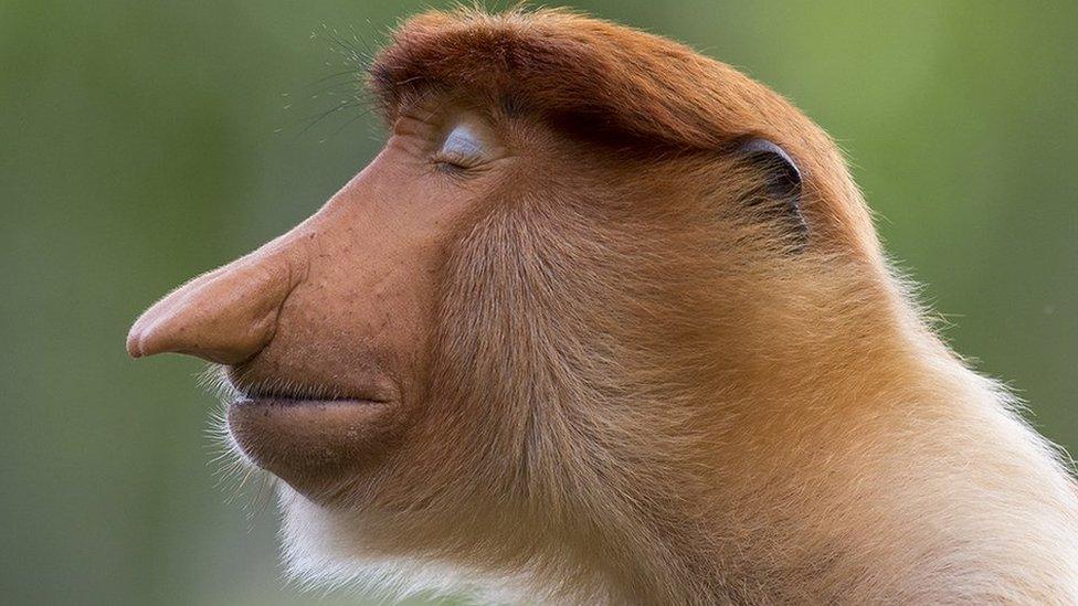 A young male proboscis monkey cocks his head slightly and closes his eyes