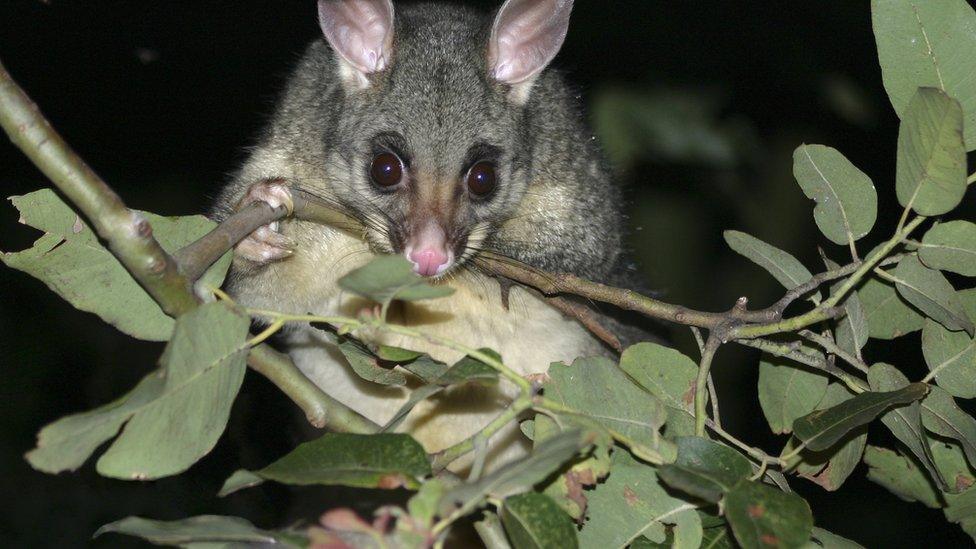 A possum in a tree