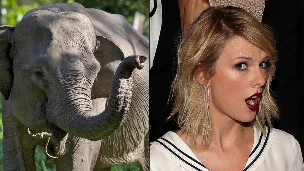 Elephant and Taylor Swift