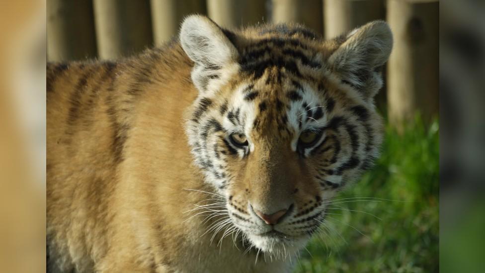 Lajuka from Lincolnshire Wildlife Park