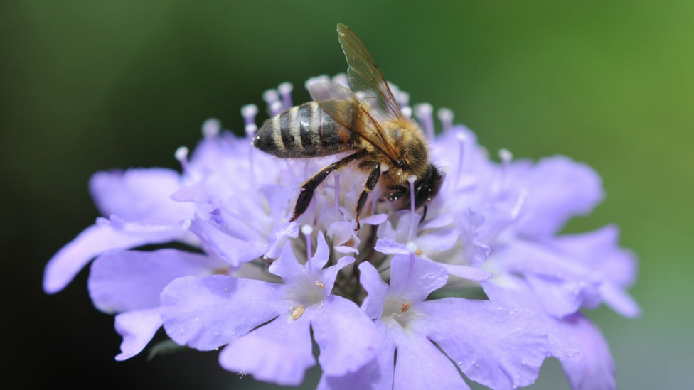 Bee on a flower