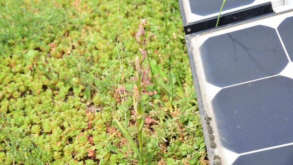 Small flowered tongue orchid