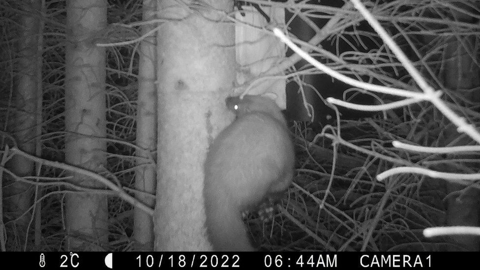 A pine marten caught on camera