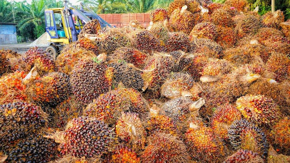 palm oil kernels