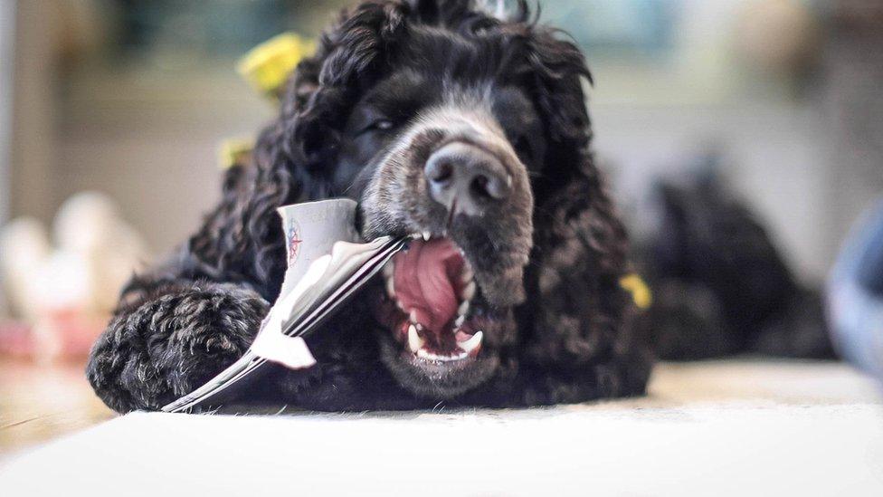 Black cocker spaniel chewing on a passport