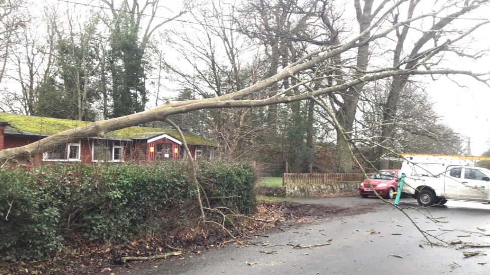 Fallen tree in Weobley