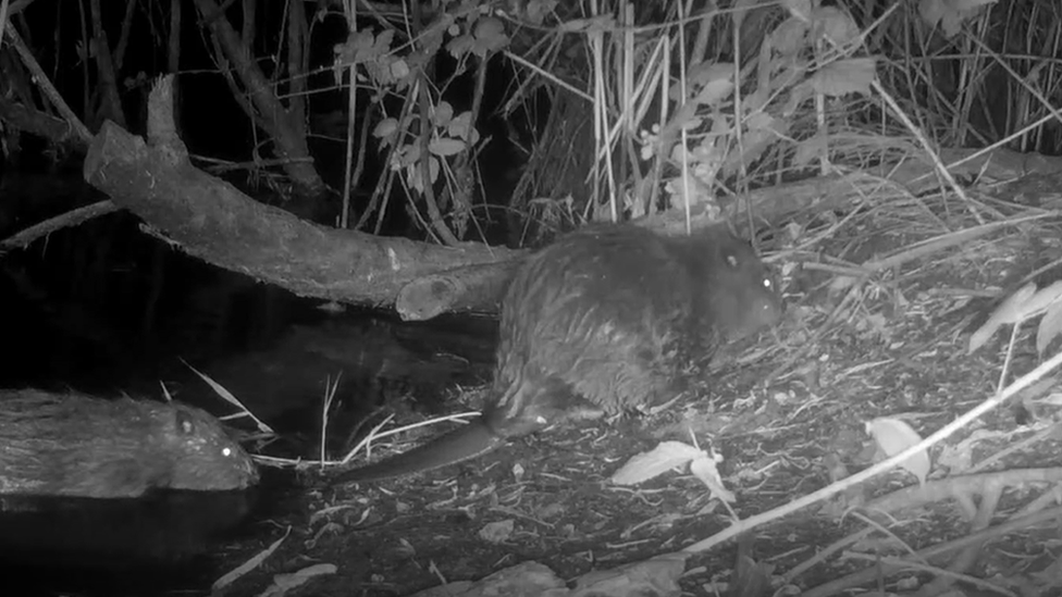 Baby beavers