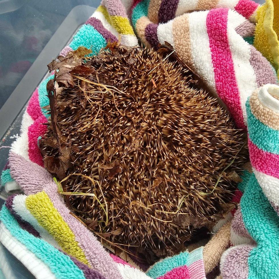 Injured hedgehog