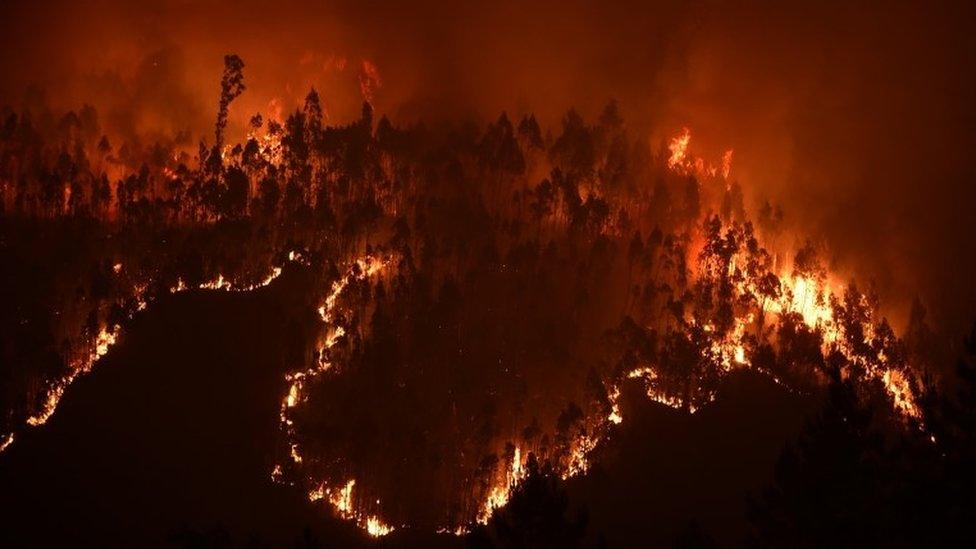 A forest in flames during a wildfire near the village of Mega Fundeira, Portugal, 18 June 2017.