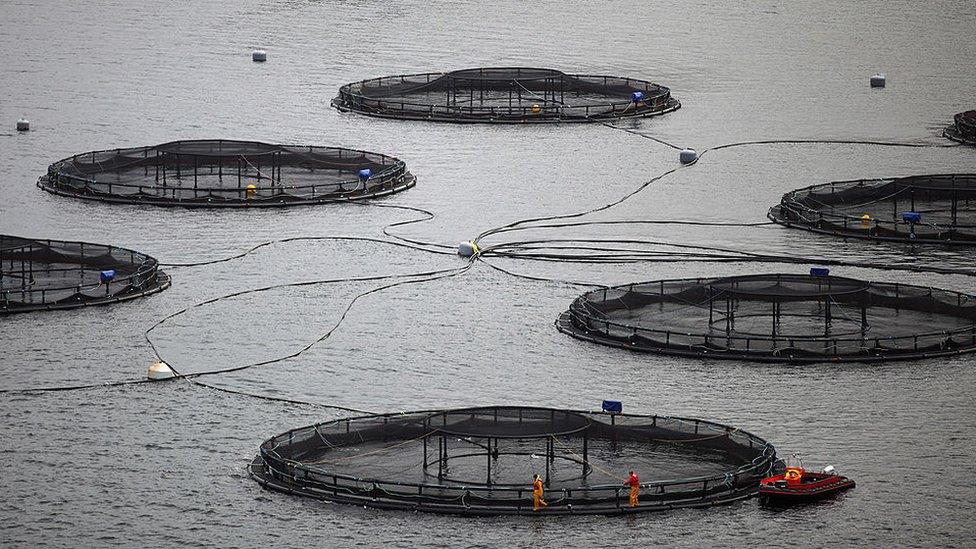 salmon farm