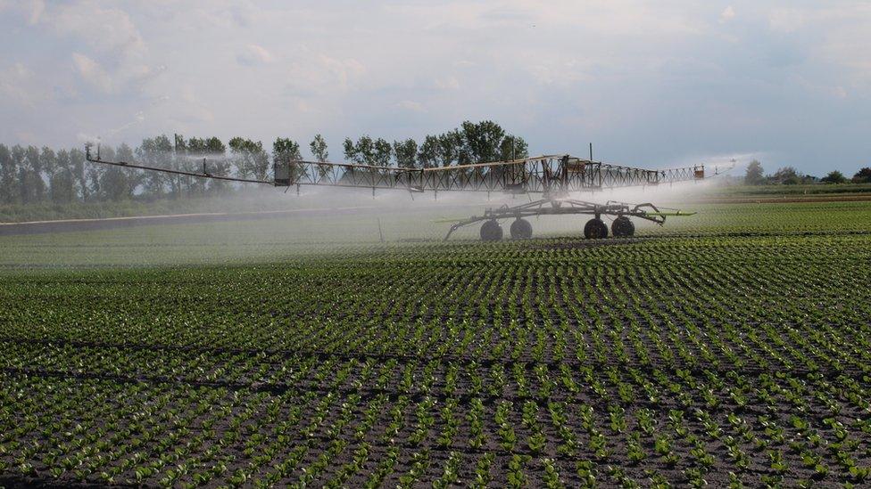 Lettuce irrigation