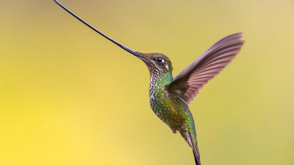 Sword-billed hummingbird, Bogotá, Colombia